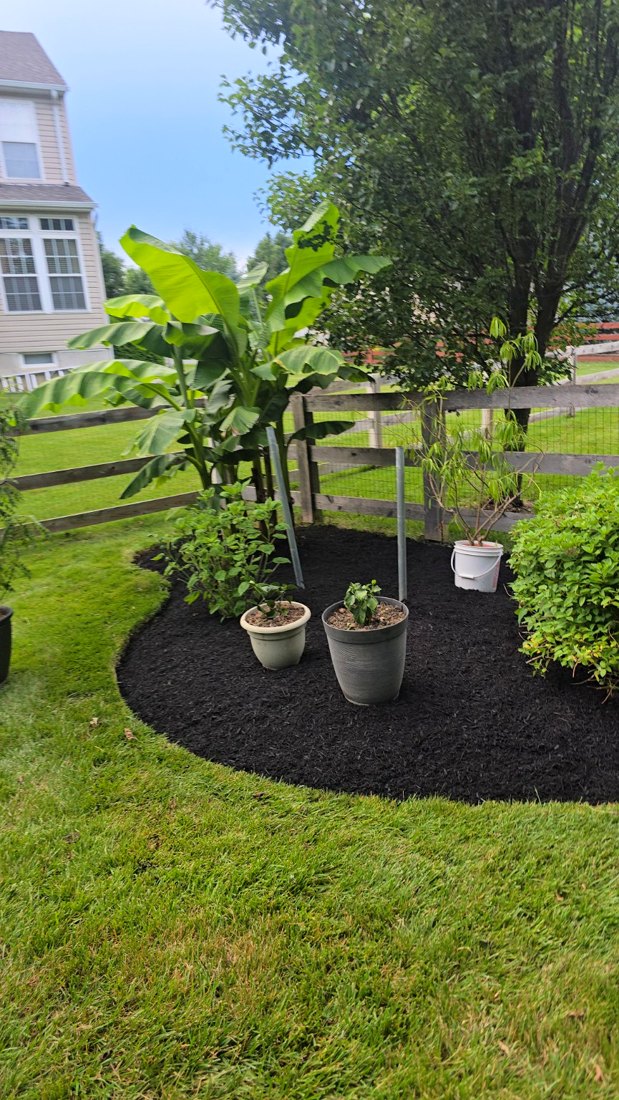Professional lawn care with clean stripes