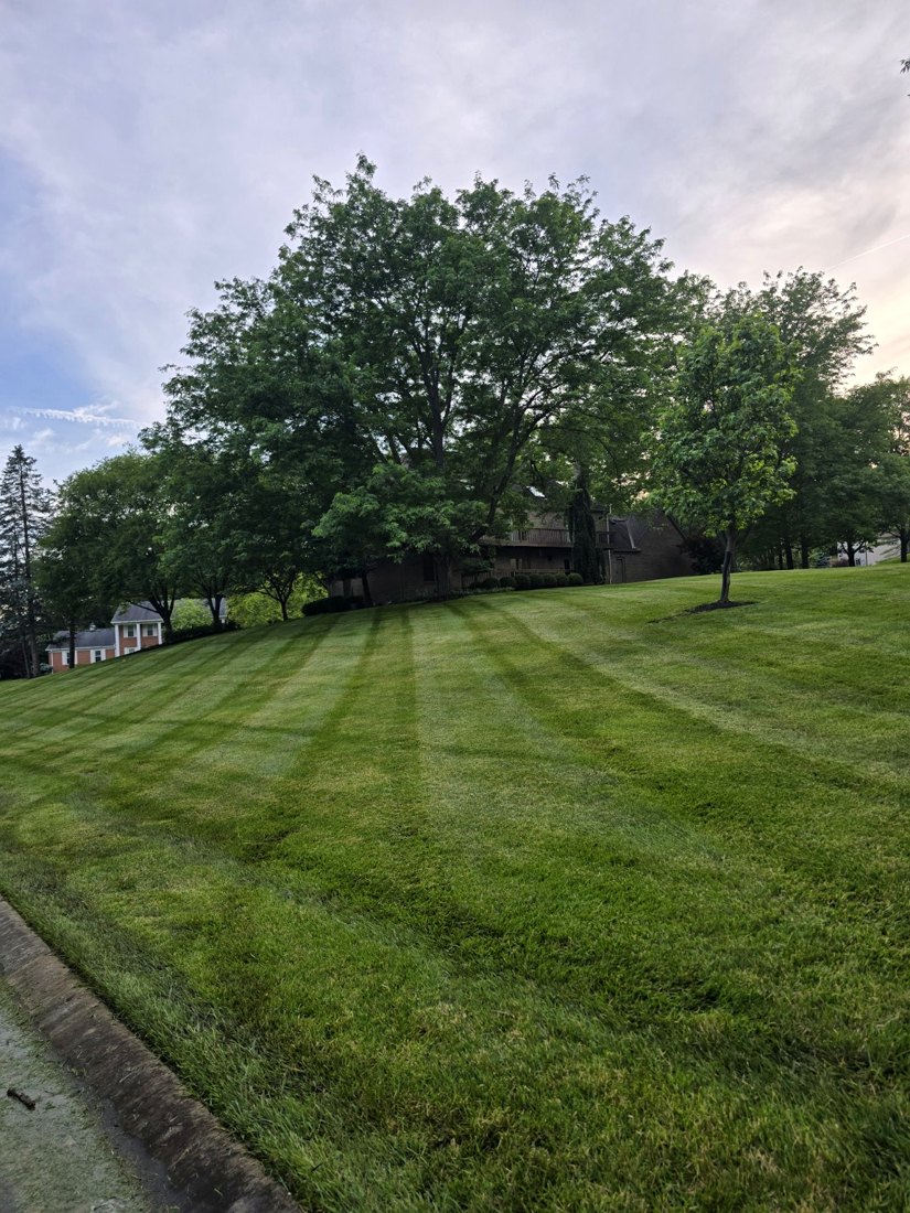 Shrub and hedge trimming